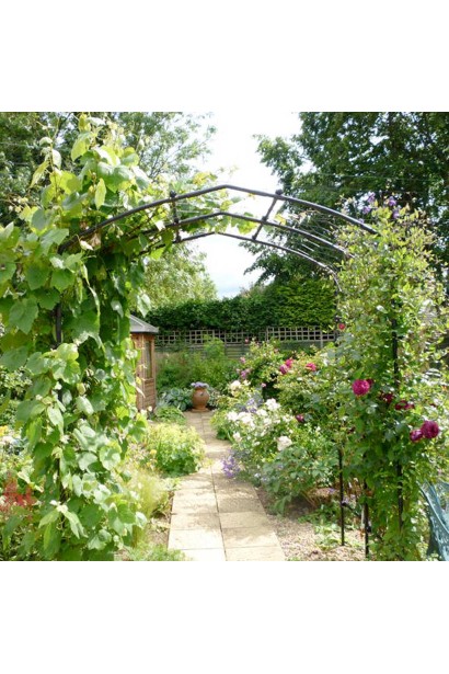 Виноград Айвенго – использование в ландшафтном дизайне